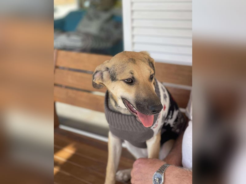 BRUNO - Wunderschöner 7 Monate alter Mischlingsrüde auf der Suche nach seinem Zuhause