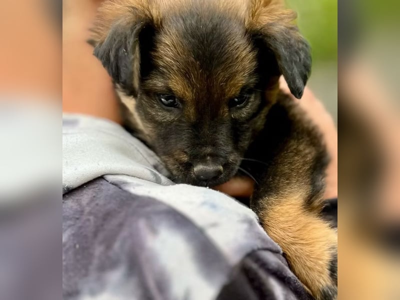 BONNY - Kleines Hundemädchen mit großem Herzen sucht ihr Glück
