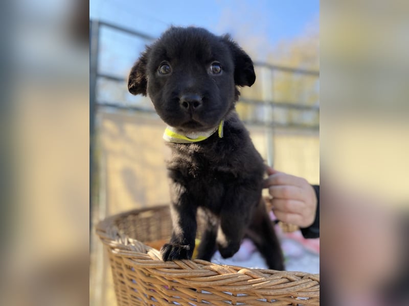 AYLA - Braune Schönheit sucht ihre Menschen