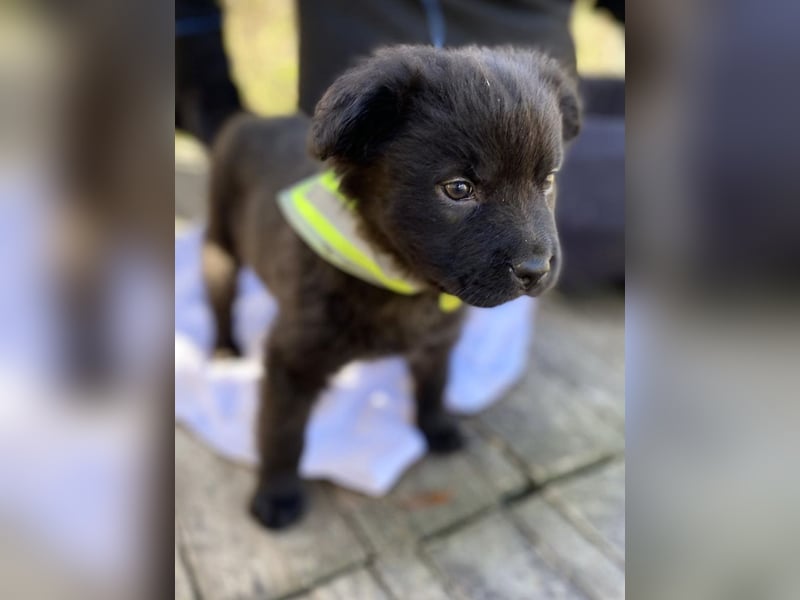 AYLA - Braune Schönheit sucht ihre Menschen