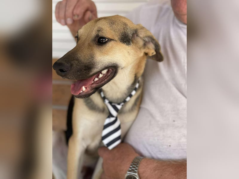 BRUNO - Wunderschöner 7 Monate alter Mischlingsrüde auf der Suche nach seinem Zuhause