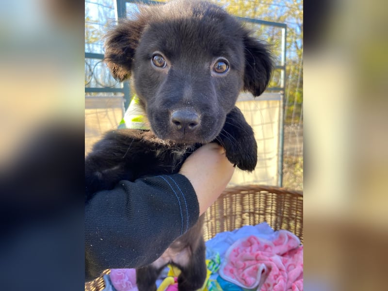 FINA - Kleine Welpin sucht ihre Für immer Menschen