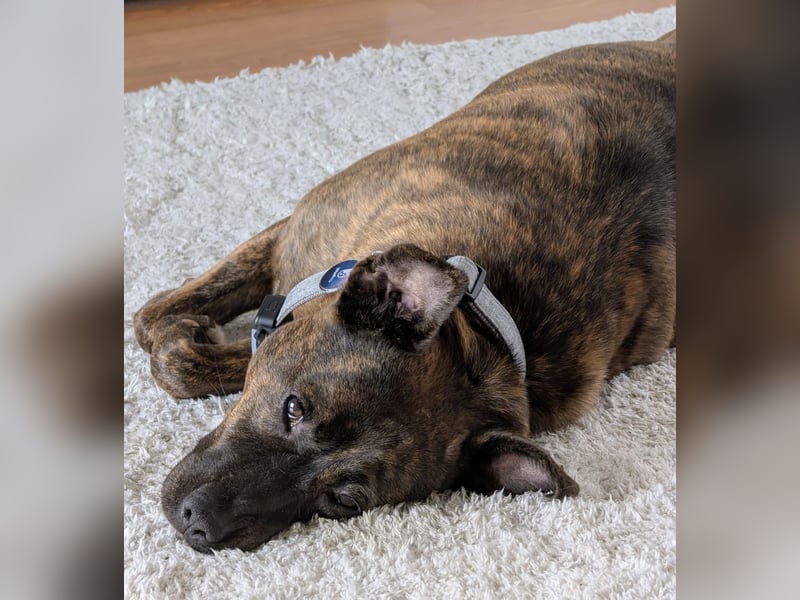 SUSI - Schmusemaus Susi sucht ein liebevolles Zuhause