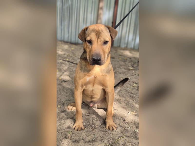 DEVIN - Aktiver Jungspund mit großem Herzen sucht seine Menschen