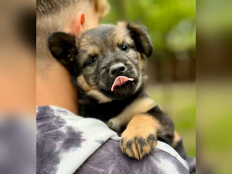 BONNY - Kleines Hundemädchen mit großem Herzen sucht ihr Glück
