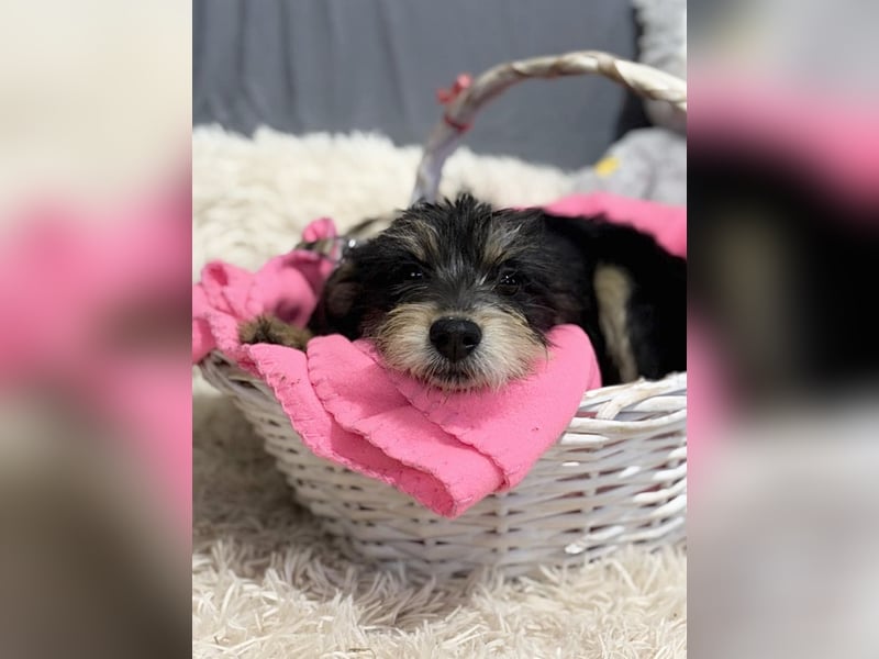 TEXTON - Kleiner Wirbelwind sucht ein liebevolles Zuhause