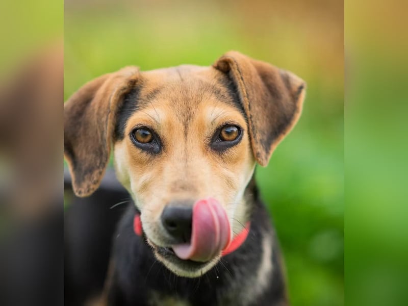 OLIVIA - Kleine Entdeckerin sucht ihre Familie