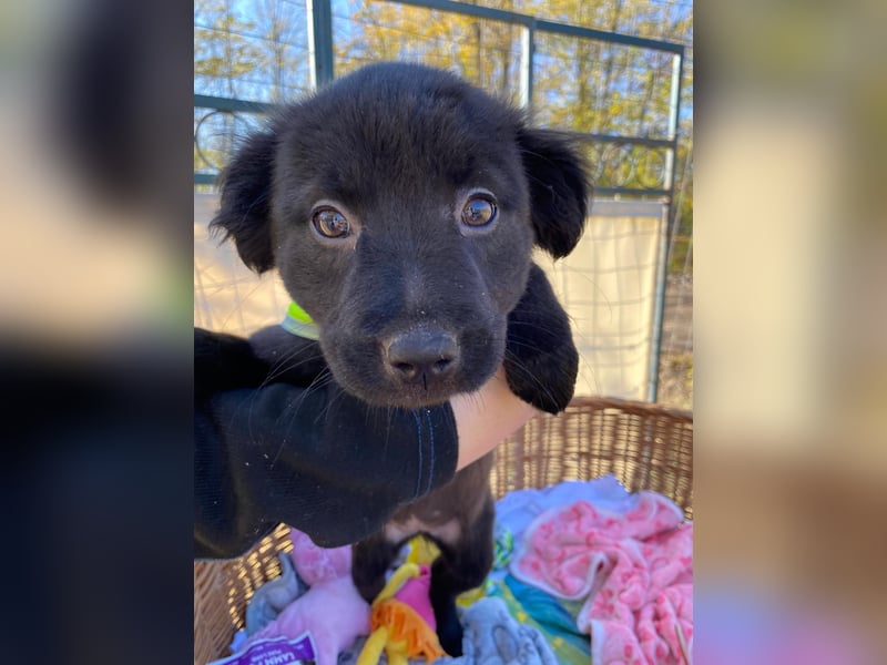 FINA - Kleine Welpin sucht ihre Für immer Menschen