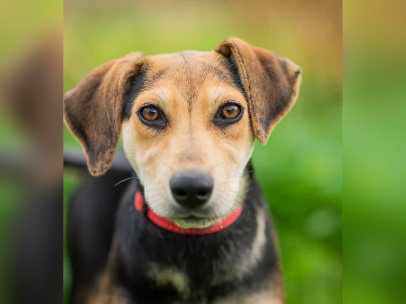 OLIVIA - Kleine Entdeckerin sucht ihre Familie