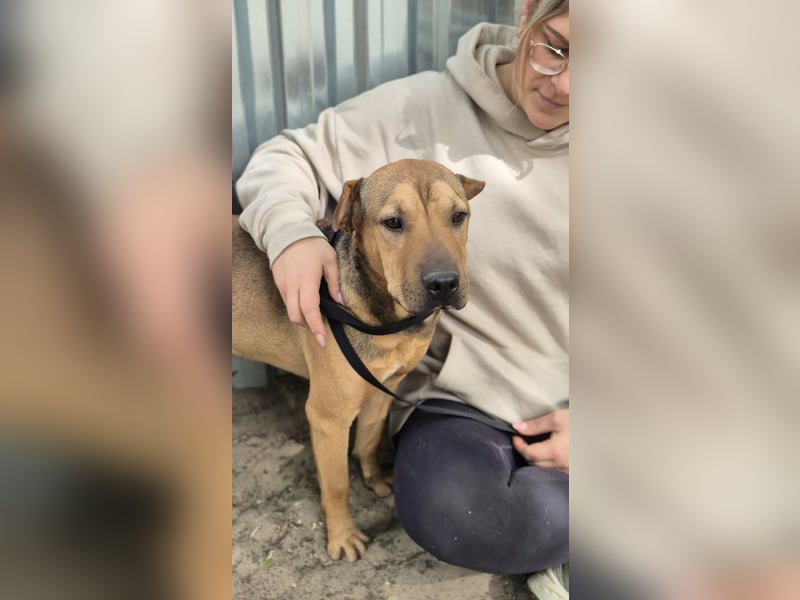 DEVIN - Aktiver Jungspund mit großem Herzen sucht seine Menschen