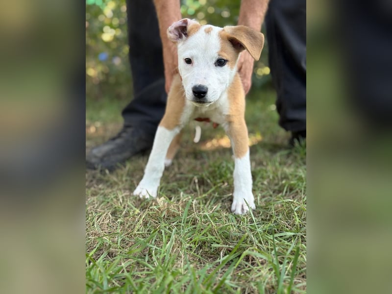 KENIA - Kleines Hundekind sucht Geborgenheit und Liebe