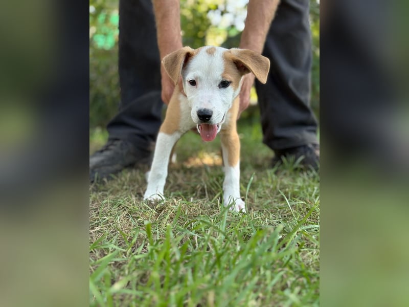 KENIA - Kleines Hundekind sucht Geborgenheit und Liebe