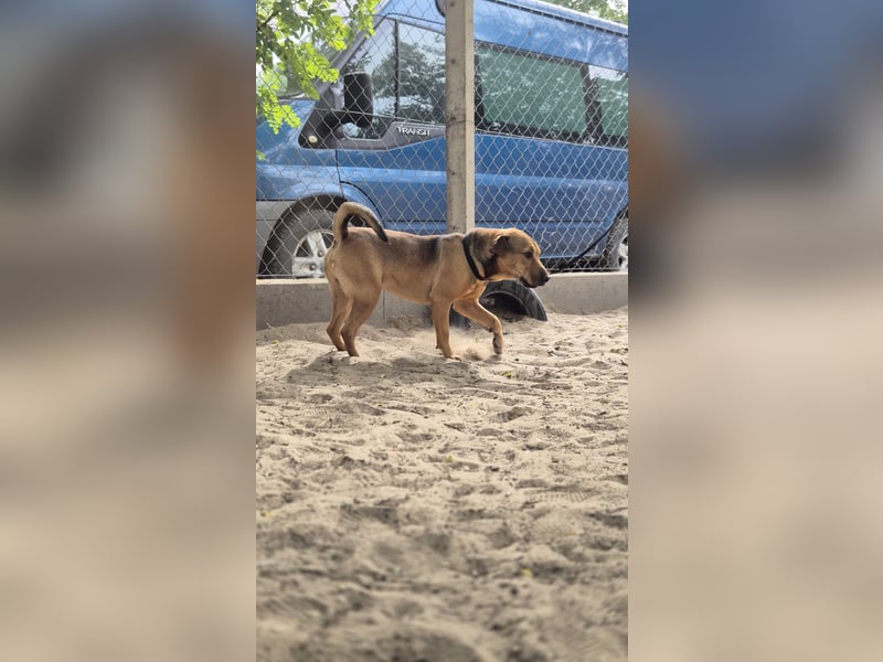 DEVIN - Aktiver Jungspund mit großem Herzen sucht seine Menschen