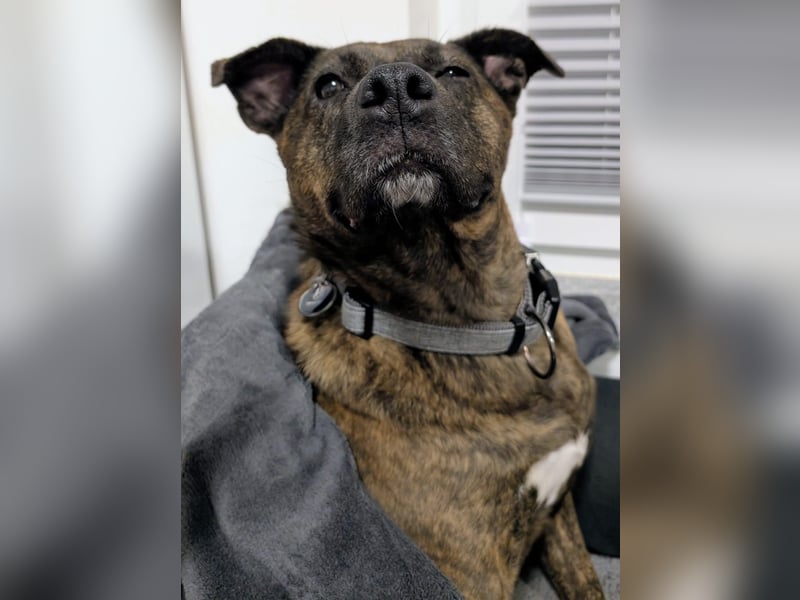 SUSI - Schmusemaus Susi sucht ein liebevolles Zuhause