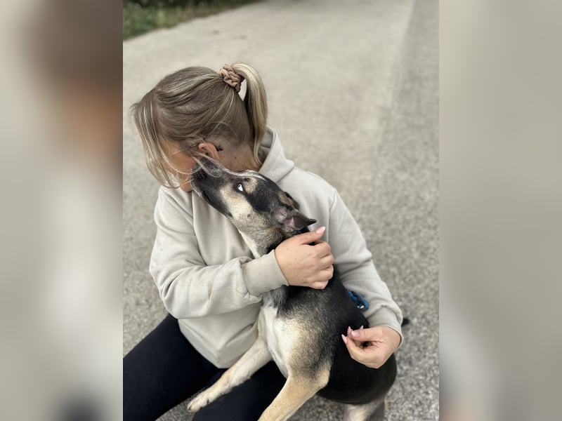 TAYA - Wunderschöne Hündin mit strahlend blauen Augen sucht ihr Glück