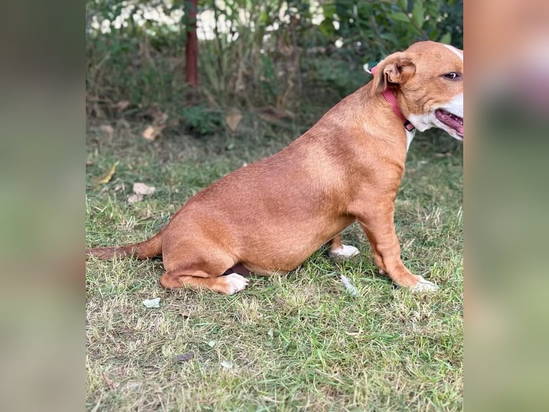 YELLINA - Junge Hundedame voller Energie und Lebensfreude sucht ihr Glück