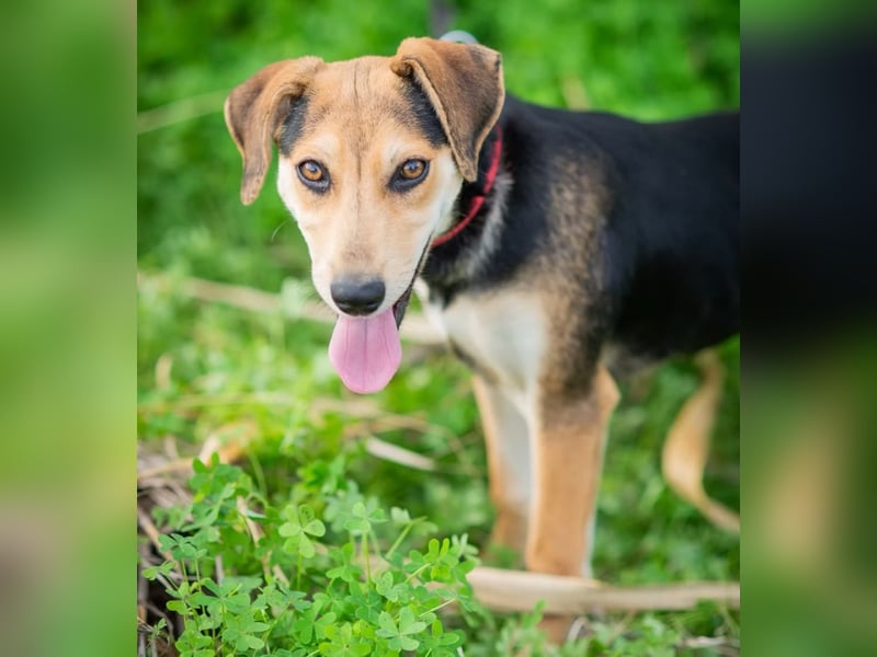 OLIVIA - Kleine Entdeckerin sucht ihre Familie