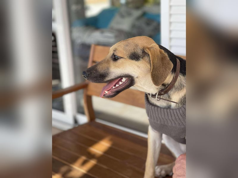 BRUNO - Wunderschöner 7 Monate alter Mischlingsrüde auf der Suche nach seinem Zuhause