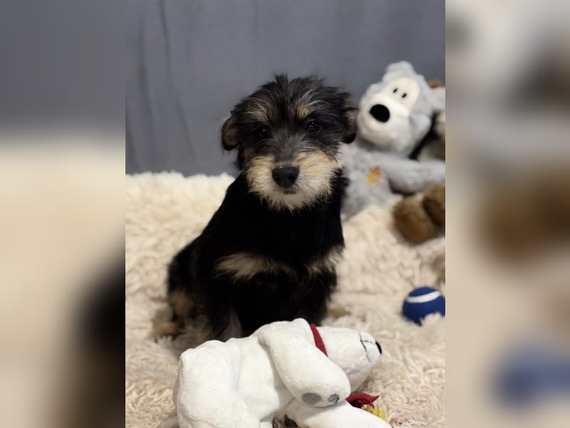 TEXTON - Kleiner Wirbelwind sucht ein liebevolles Zuhause