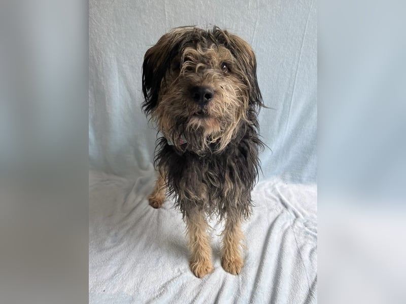 ZUMA - Sanfter, verspielter Hundejunge sucht seine zweite Chance