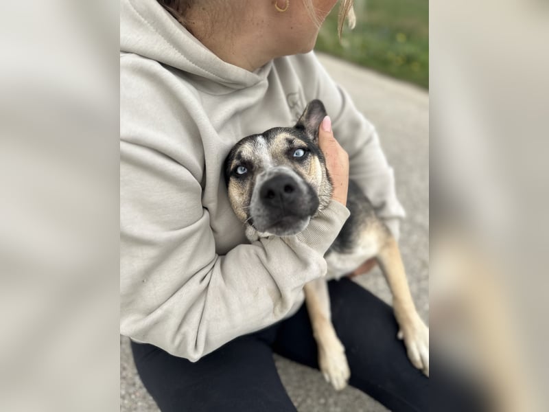 TAYA - Wunderschöne Hündin mit strahlend blauen Augen sucht ihr Glück