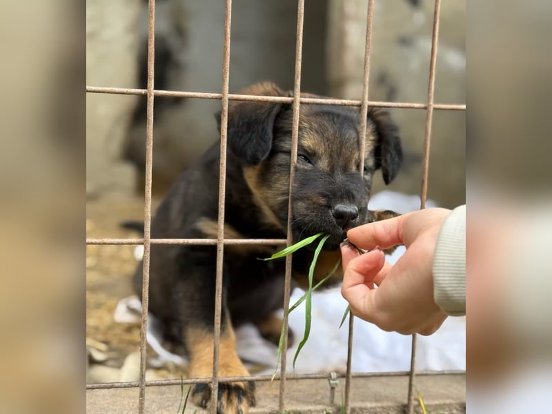 BONNY - Kleines Hundemädchen mit großem Herzen sucht ihr Glück
