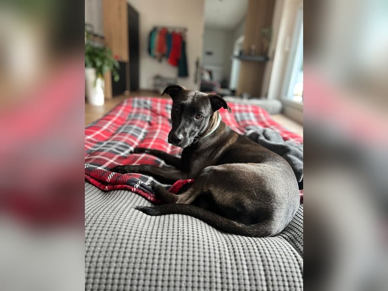 LUNA - Wunderschöne aktive Luna sucht ihr Für-Immer-Zuhause
