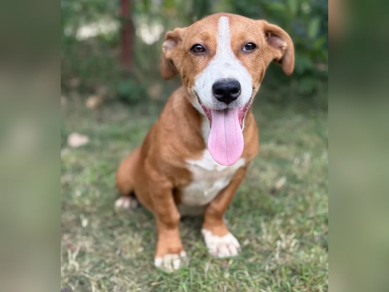 YELLINA - Junge Hundedame voller Energie und Lebensfreude sucht ihr Glück