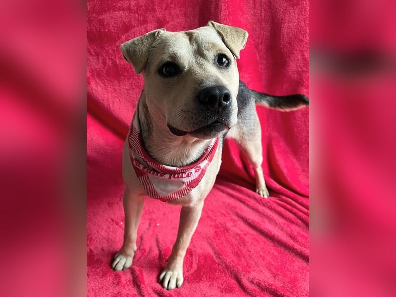 DORIS - Sanfte junge Hündin, rundum verträglich mit Hunden und Katzen, sucht ihr Zuhause