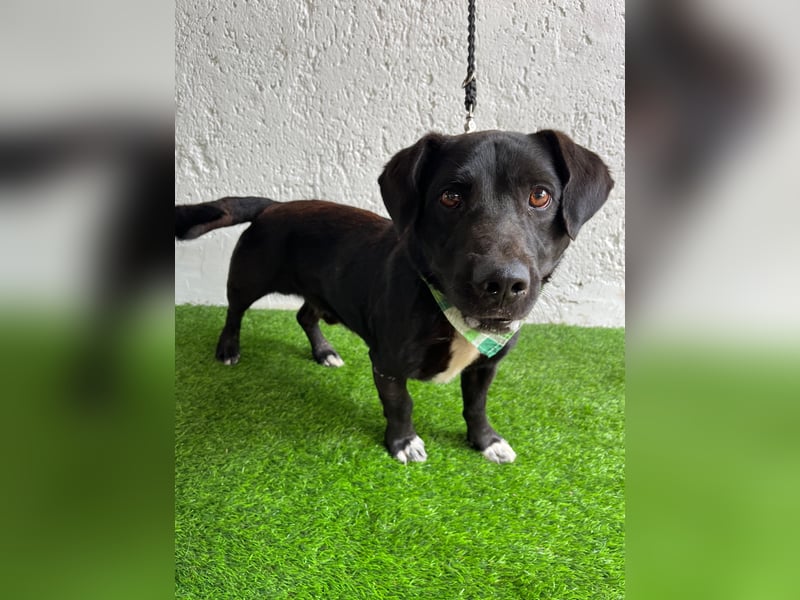BJÖRNI - Energischer kleiner Schatz sucht endlich Liebe