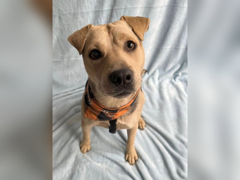DORIS - Sanfte junge Hündin, rundum verträglich mit Hunden und Katzen, sucht ihr Zuhause