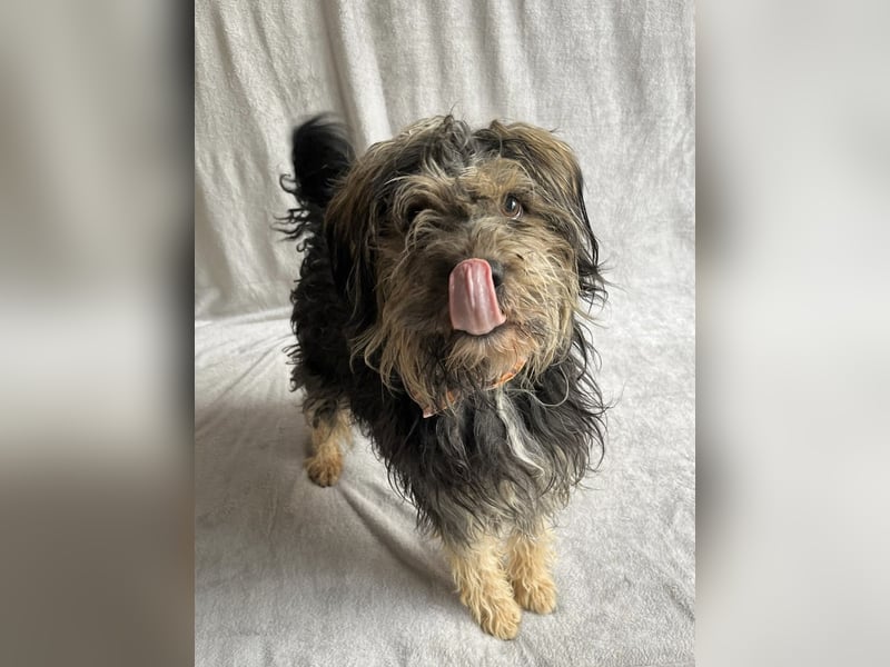 ZUMA - Sanfter, verspielter Hundejunge sucht seine zweite Chance