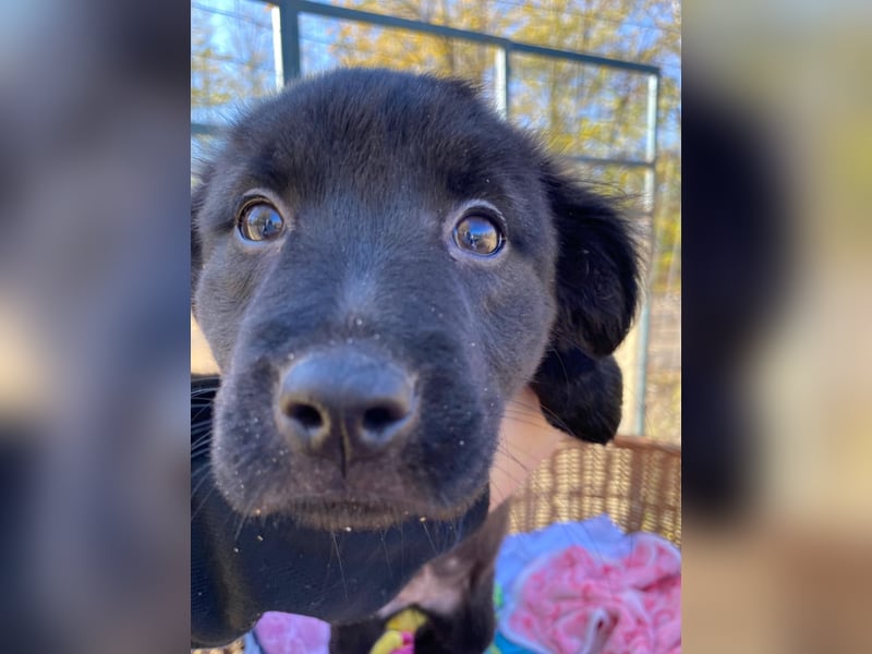 FINA - Kleine Welpin sucht ihre Für immer Menschen