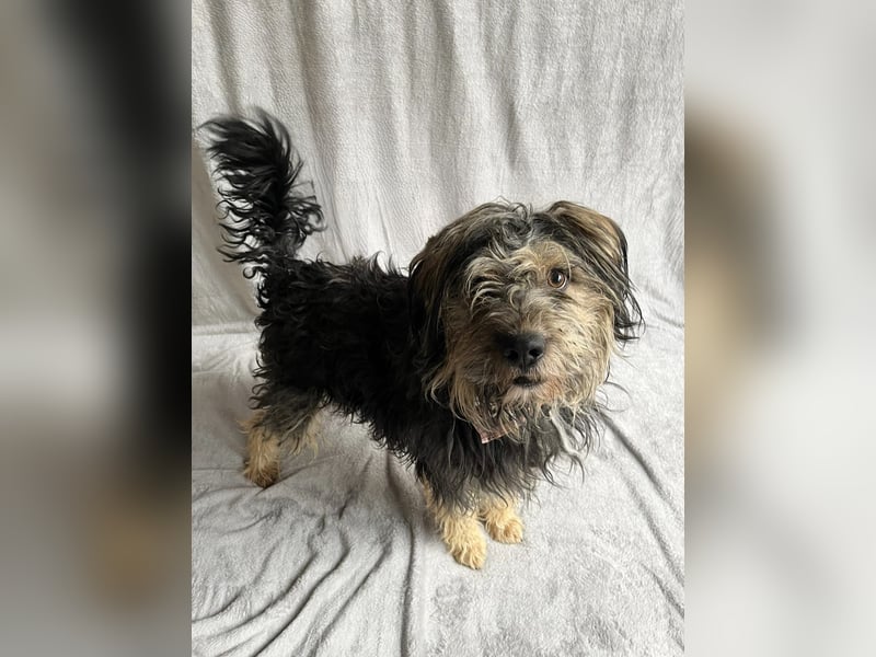 ZUMA - Sanfter, verspielter Hundejunge sucht seine zweite Chance