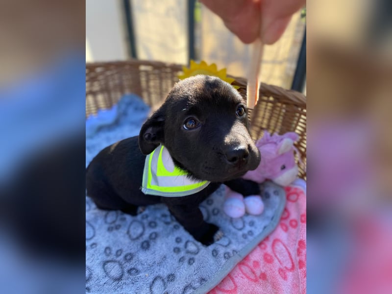 MILA - Zuckersüße Maus, 4 Monate alt, rundum verträglich