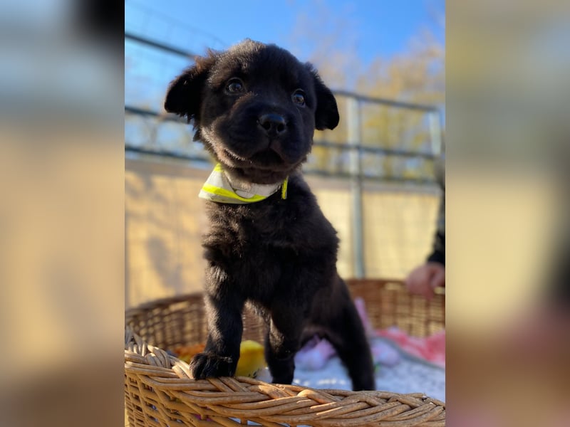 AYLA - Braune Schönheit sucht ihre Menschen