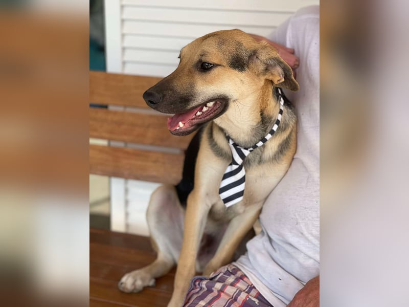 BRUNO - Wunderschöner 7 Monate alter Mischlingsrüde auf der Suche nach seinem Zuhause