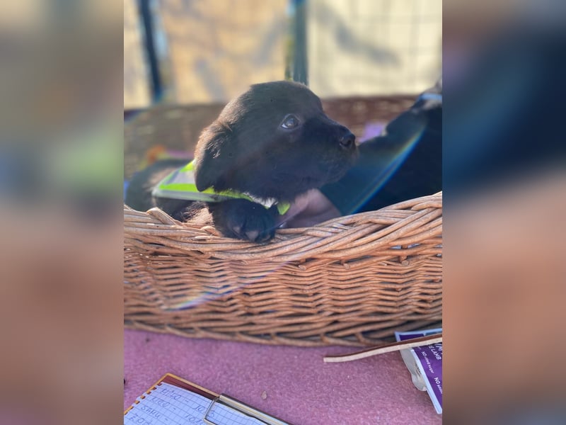 AYLA - Braune Schönheit sucht ihre Menschen