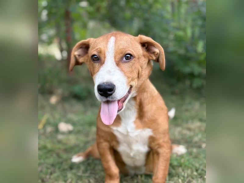YELLINA - Junge Hundedame voller Energie und Lebensfreude sucht ihr Glück