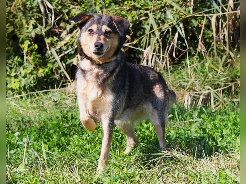 GINNY - Eine anhängliche, sanfte Hündin mit großem Herzen und dem Wunsch nach Nähe