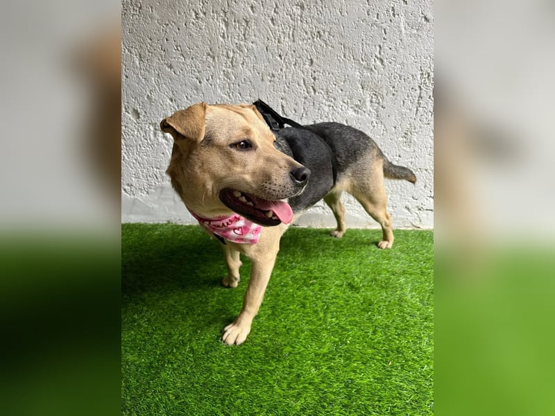 DORIS - Sanfte junge Hündin, rundum verträglich mit Hunden und Katzen, sucht ihr Zuhause