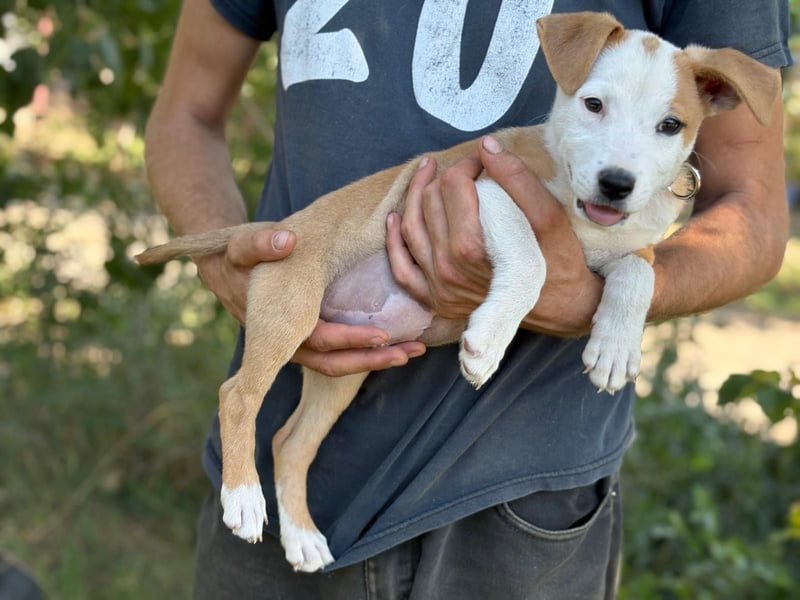 KENIA - Kleines Hundekind sucht Geborgenheit und Liebe