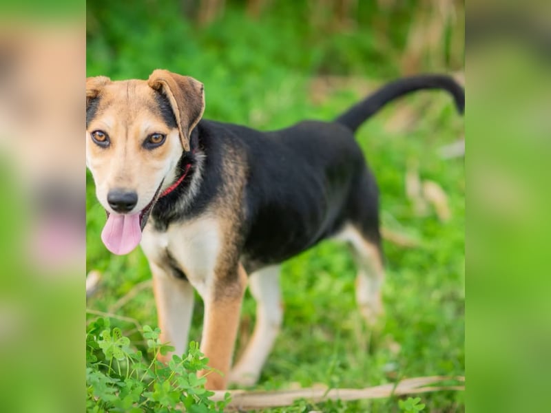 OLIVIA - Kleine Entdeckerin sucht ihre Familie