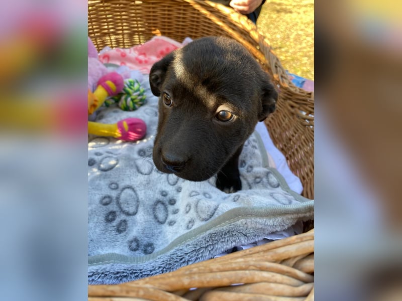 MILA - Zuckersüße Maus, 4 Monate alt, rundum verträglich