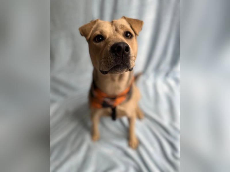 DORIS - Sanfte junge Hündin, rundum verträglich mit Hunden und Katzen, sucht ihr Zuhause