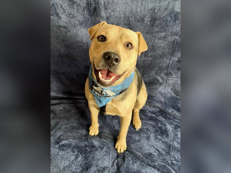 DORIS - Sanfte junge Hündin, rundum verträglich mit Hunden und Katzen, sucht ihr Zuhause