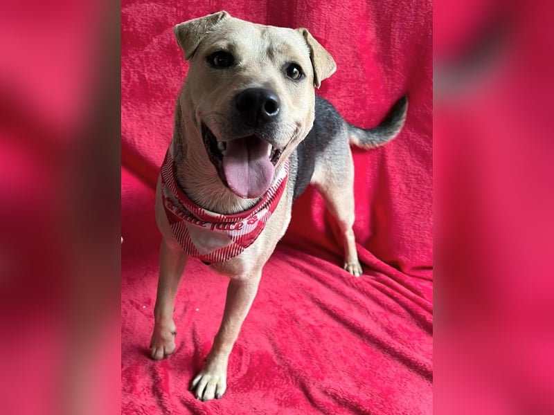 DORIS - Sanfte junge Hündin, rundum verträglich mit Hunden und Katzen, sucht ihr Zuhause