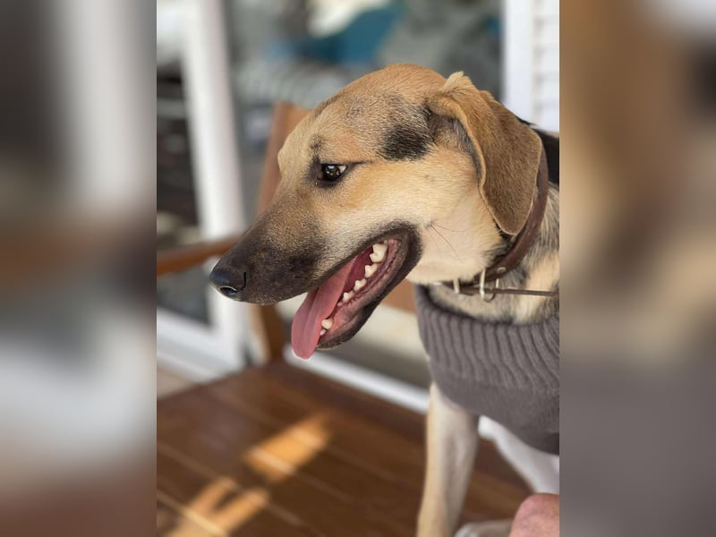 BRUNO - Wunderschöner 7 Monate alter Mischlingsrüde auf der Suche nach seinem Zuhause