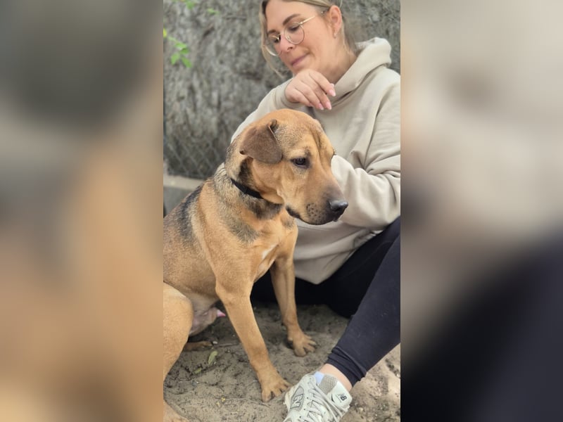 DEVIN - Aktiver Jungspund mit großem Herzen sucht seine Menschen
