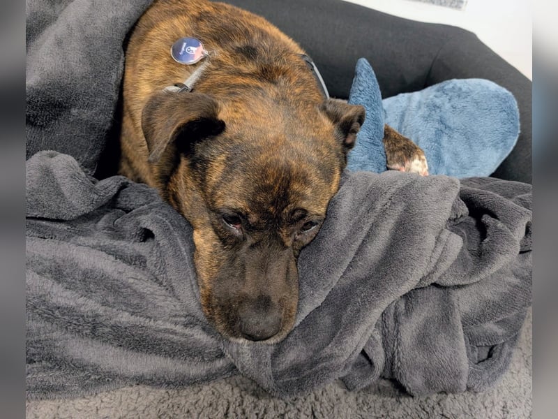 SUSI - Schmusemaus Susi sucht ein liebevolles Zuhause